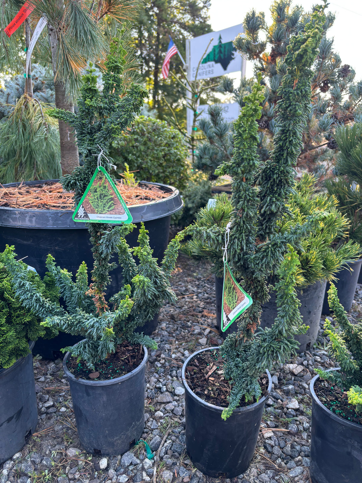 Chamaecyparis obtusa ‘Chirimen’
