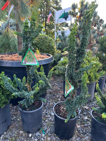 Chamaecyparis obtusa ‘Chirimen’