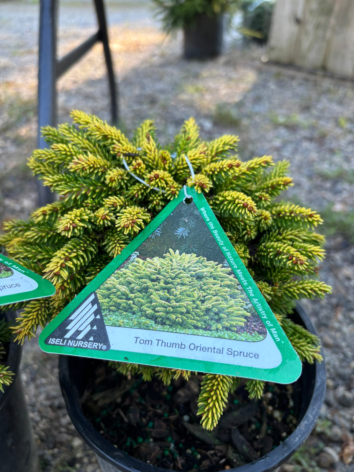 Picea orientalis ‘Tom Thumb’