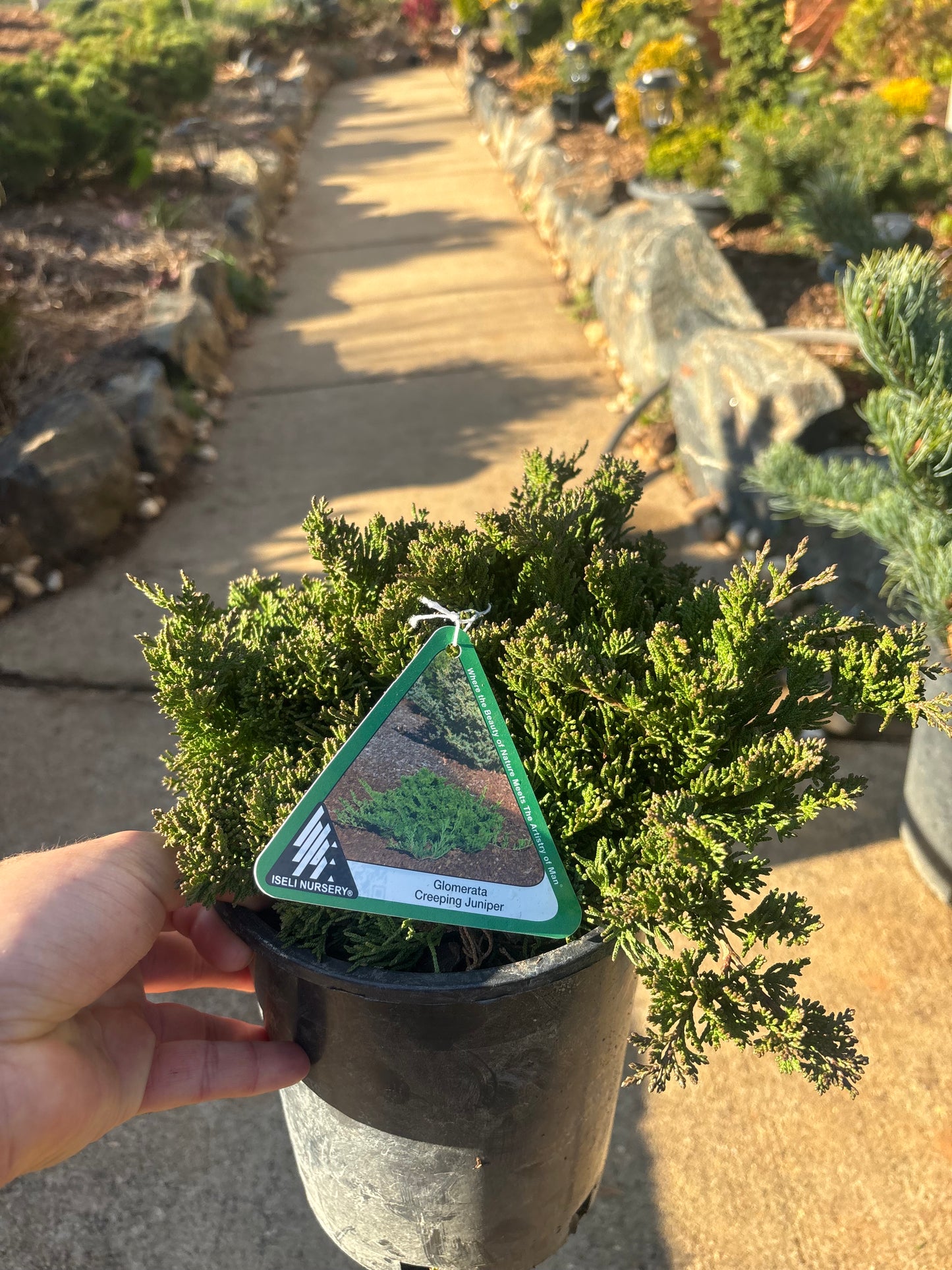 Glomerta Juniper