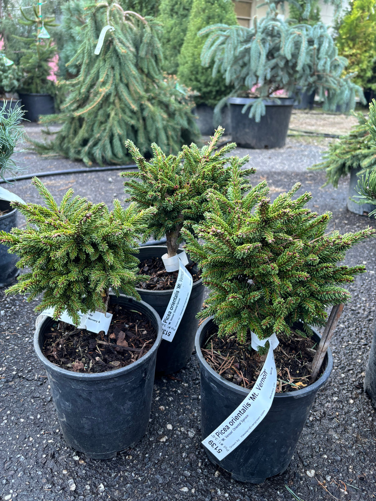 Picea orientalis ‘Mount Vernon’