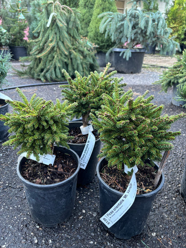 Picea orientalis ‘Mount Vernon’