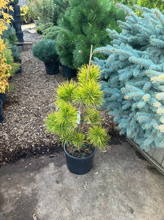 Pinus contorta ‘Chief Joseph’