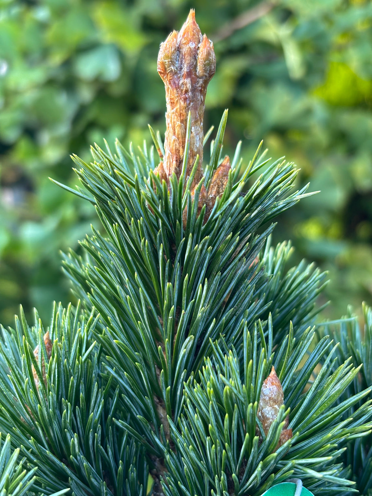 Pinus longaeva ‘Joe’s Bess’
