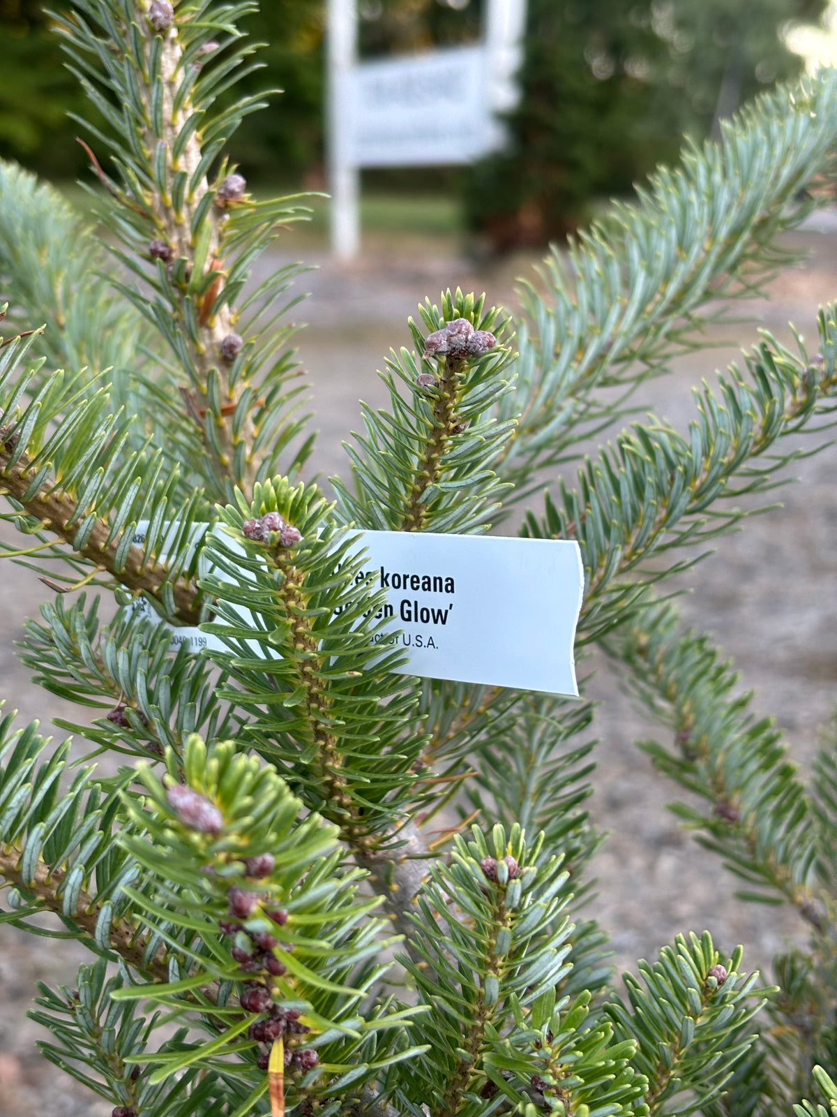 Abies Koreana ‘Golden Glow’
