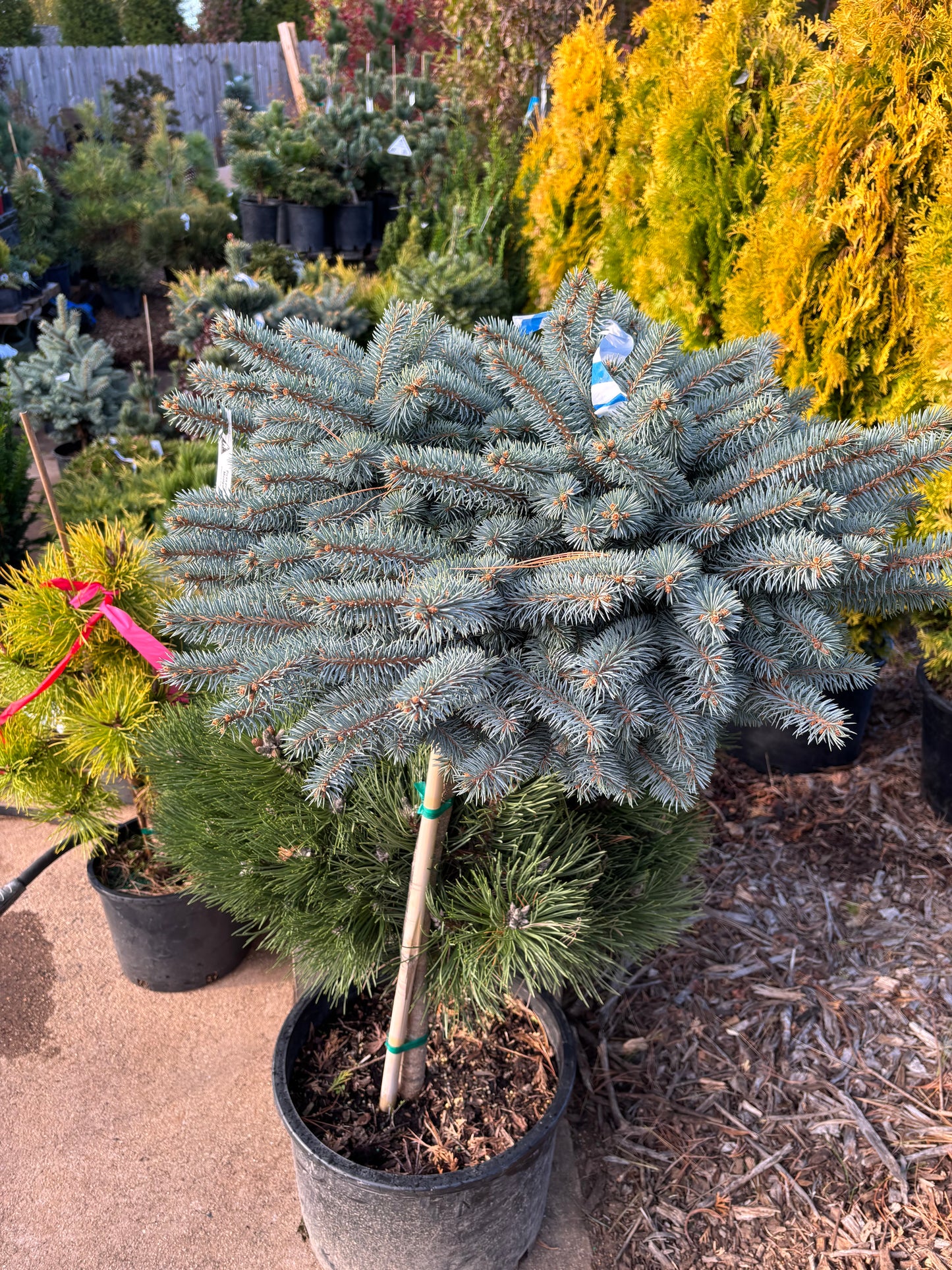 Picea pungens ‘Montgomery’ Dwarf Colorado Blue Spruce