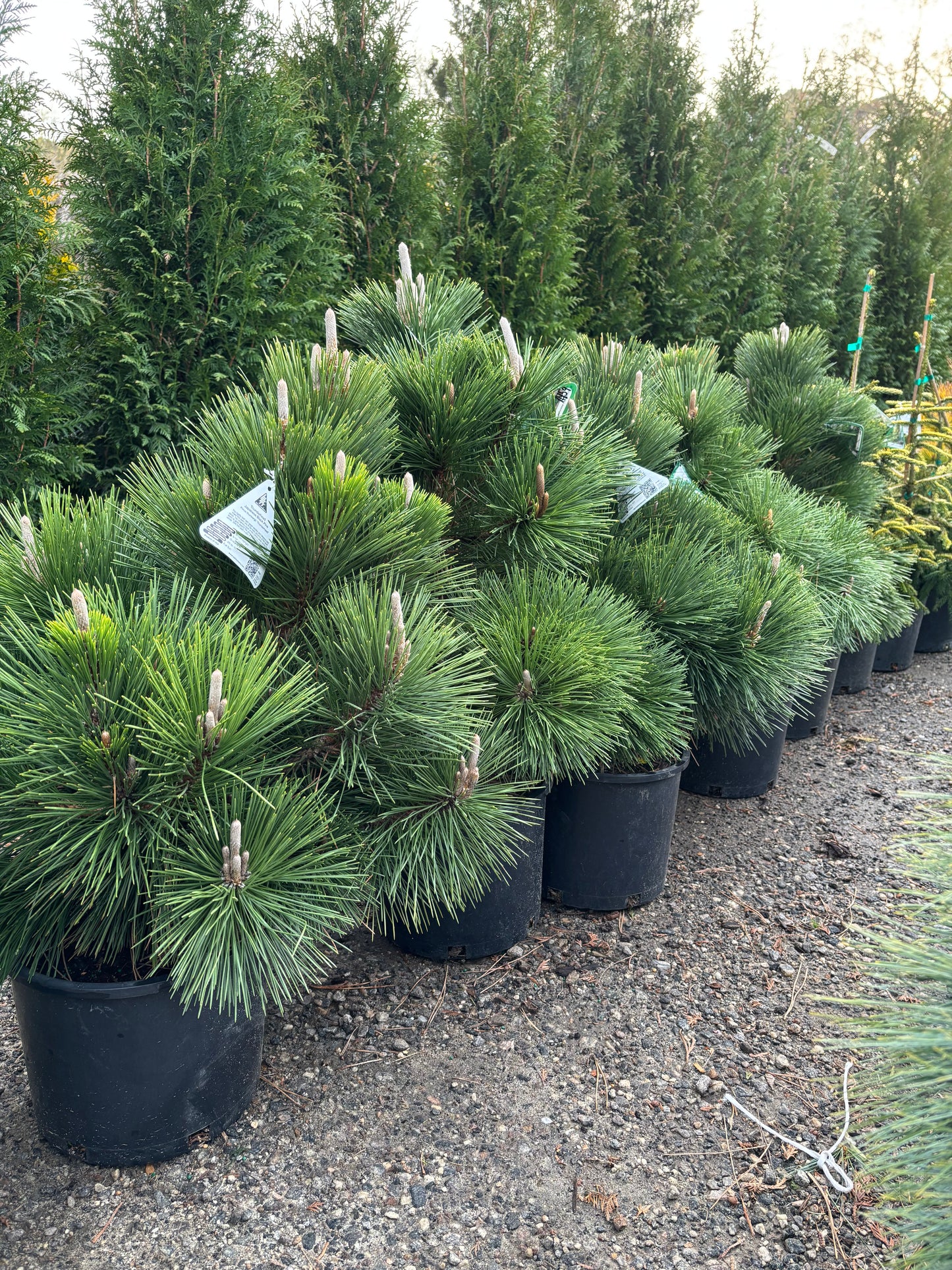 Pinus thunbergii ‘Thunderhead’
