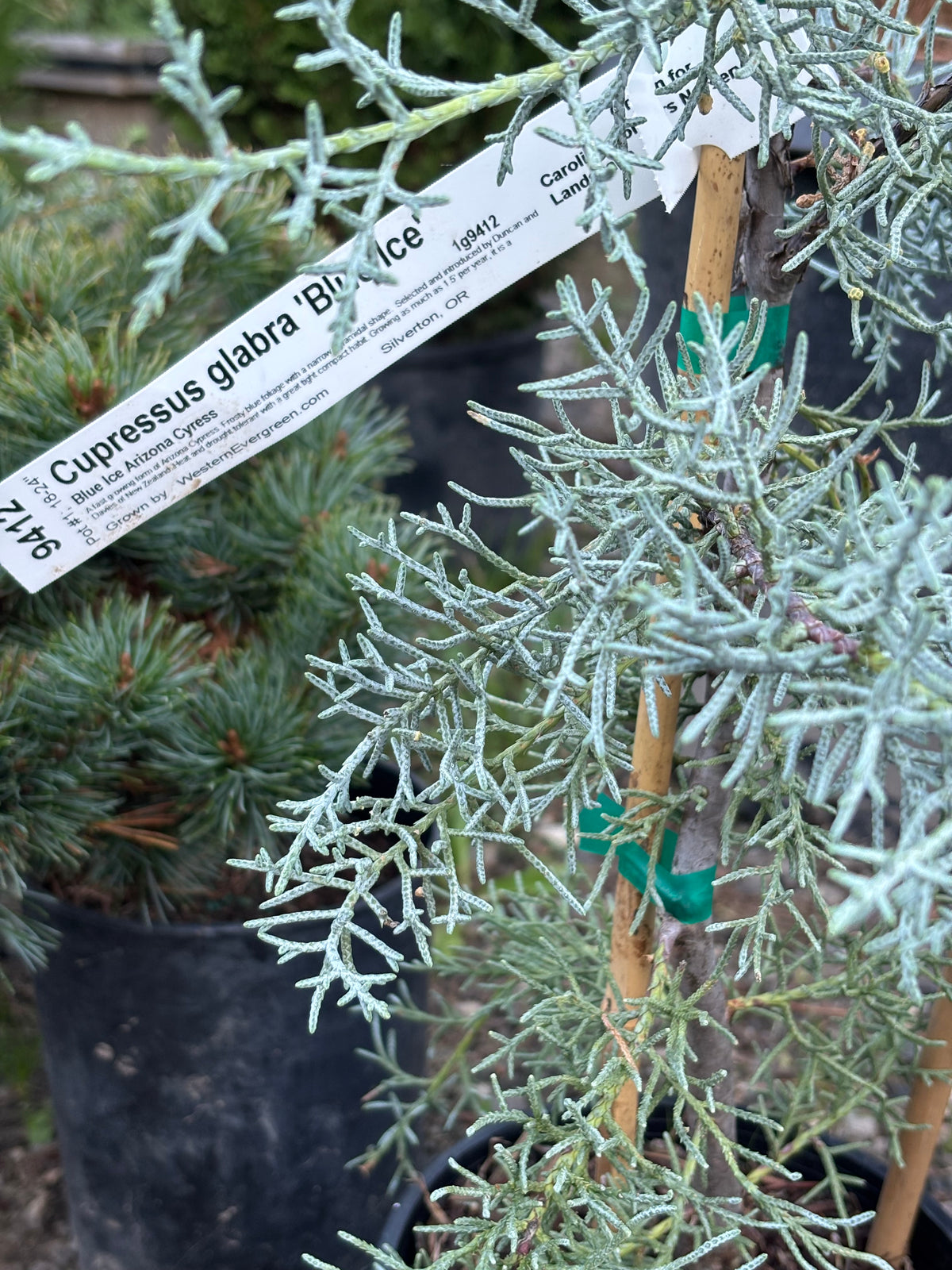 Blue Ice Arizona Cypress