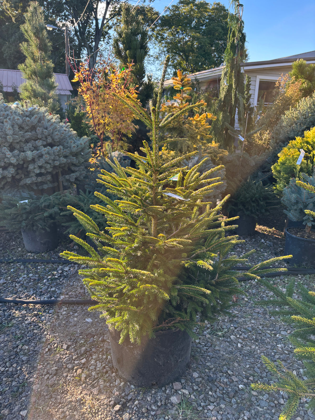 Picea orientalis ‘Firefly’