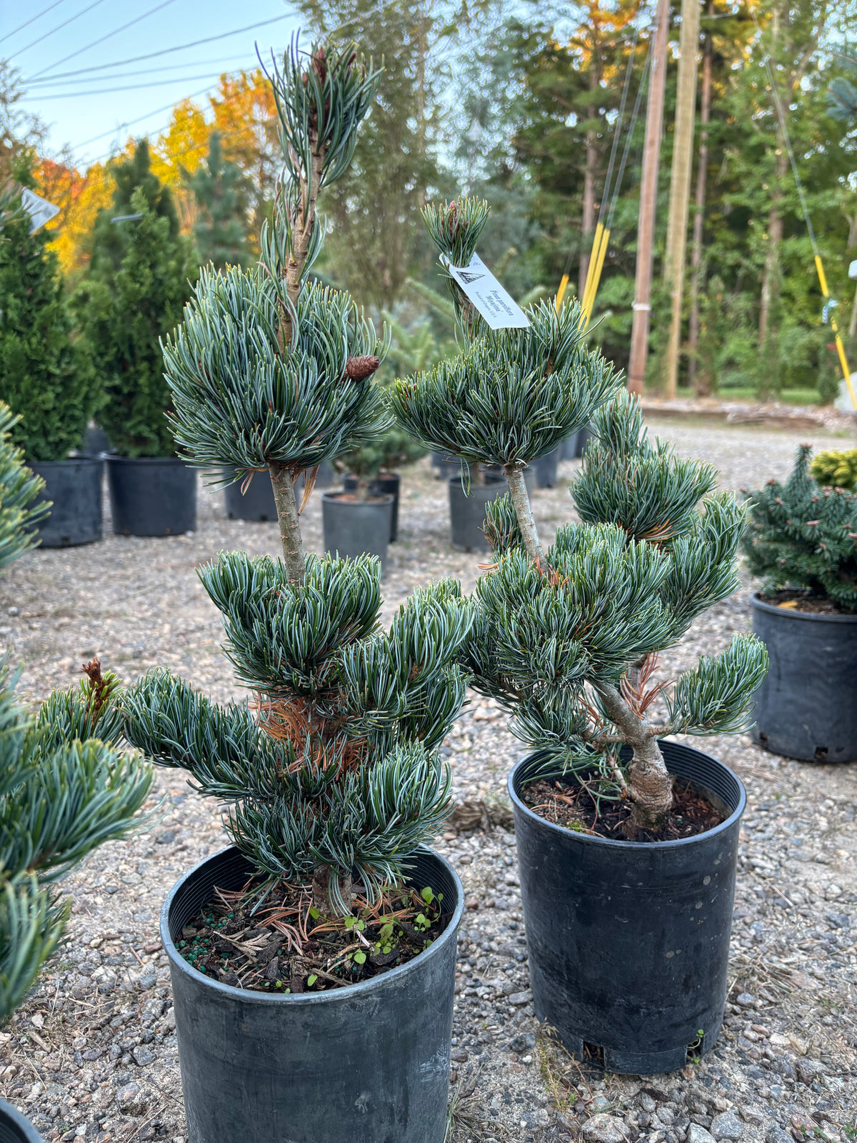 Pinus parviflora ‘Miyajima’