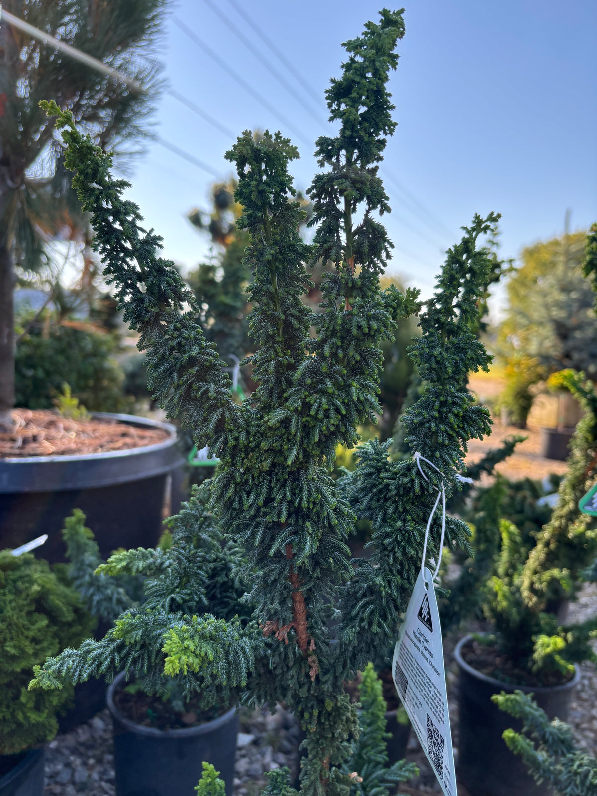Chamaecyparis obtusa ‘Chirimen’