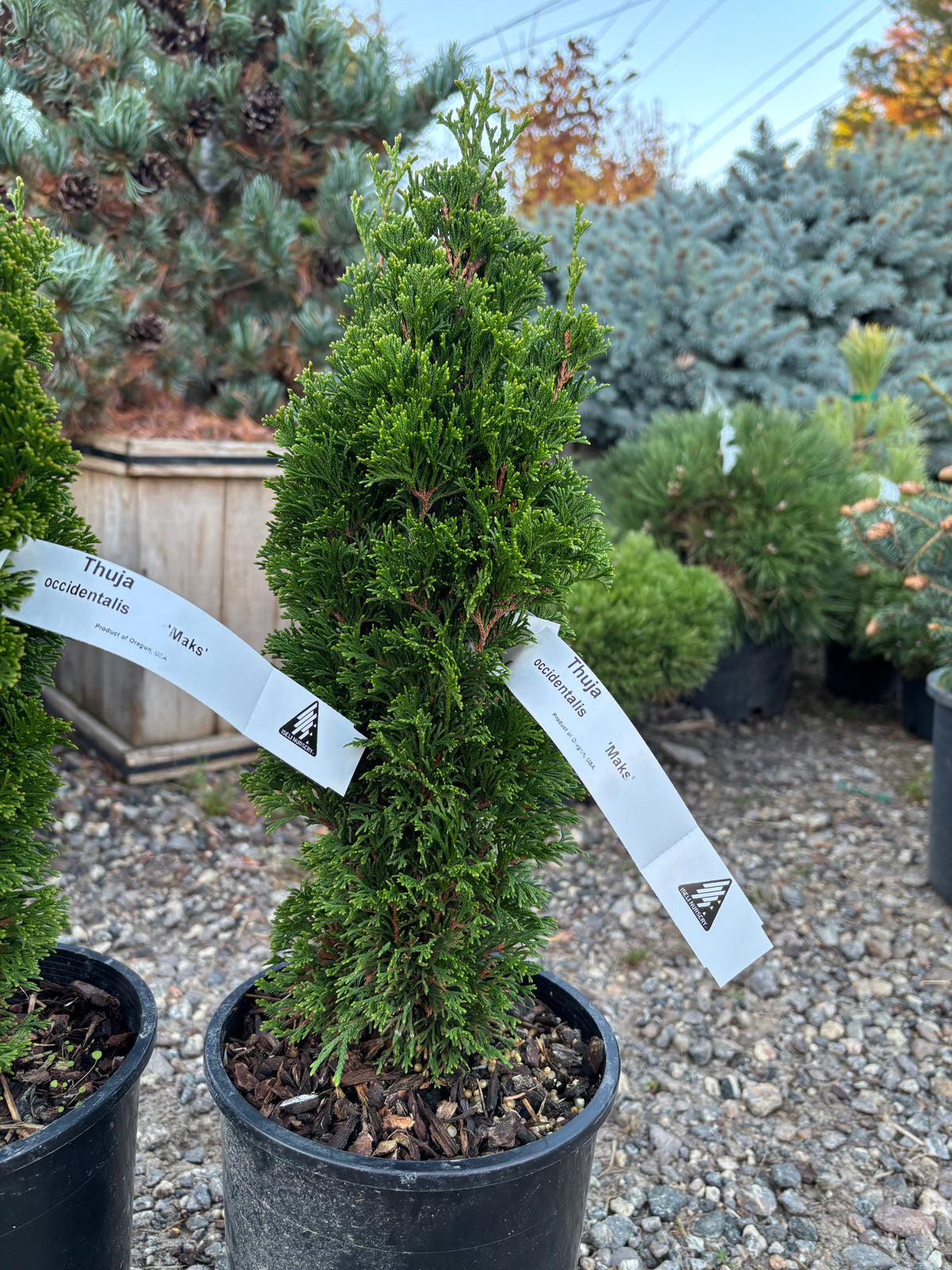Thuja occidentalis ‘Maks’