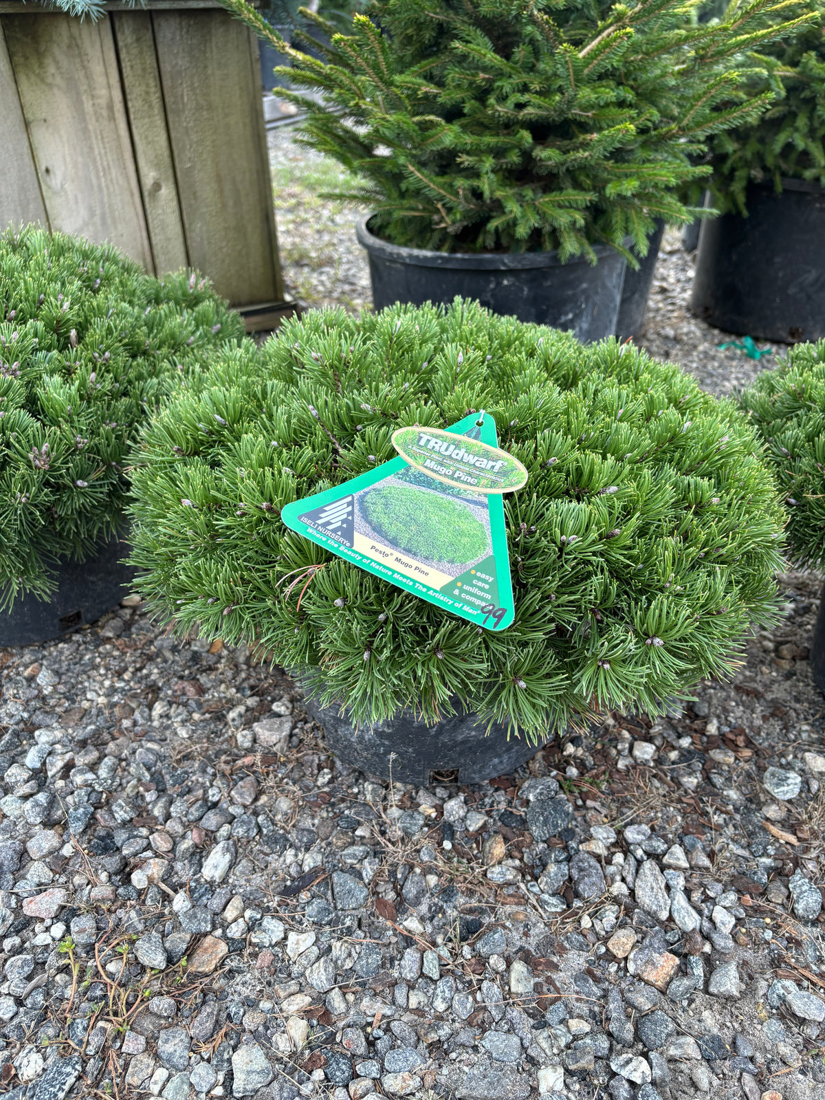 Pinus mugo Pesto®