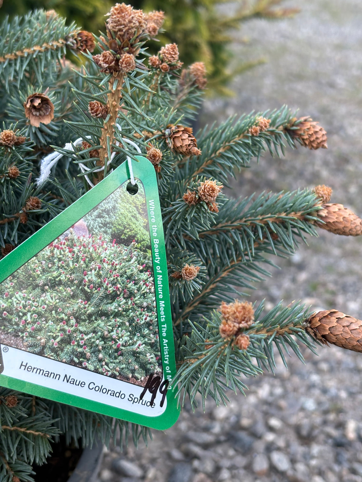 Picea pungens ‘Hermann Naue’ Red Coned Colorado Blue Spruce