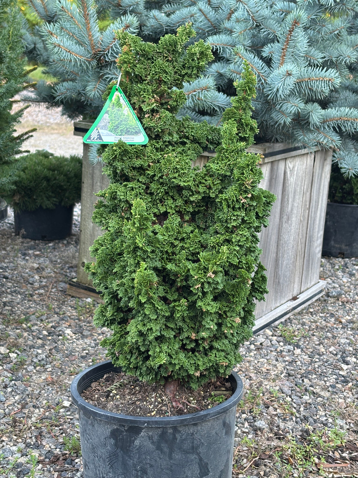Thuja occidentalis ‘Primo’