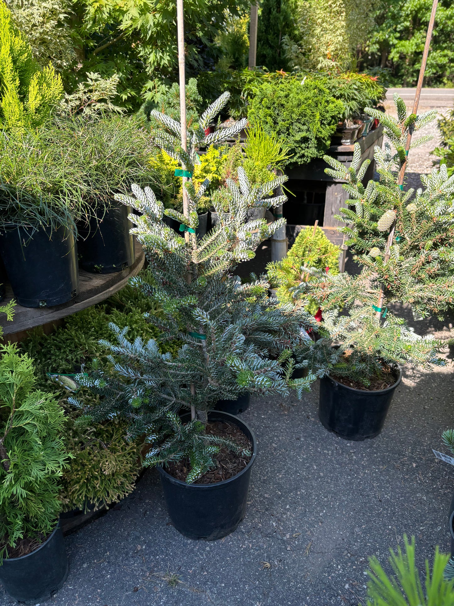 Abies koreana ‘Horstmann’s Silberlocke’