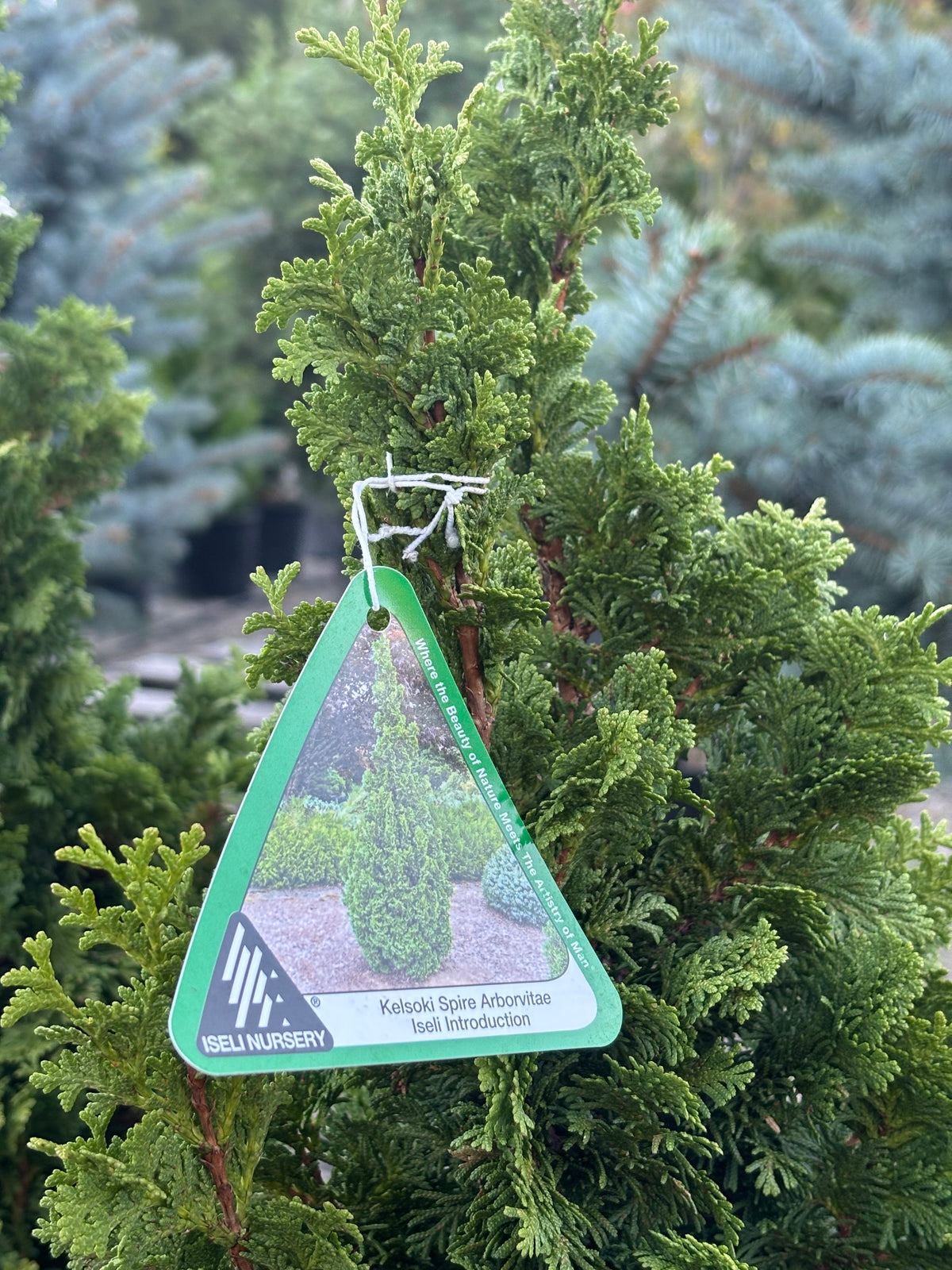 Thuja occidentalis ‘Kelsoki Spire’