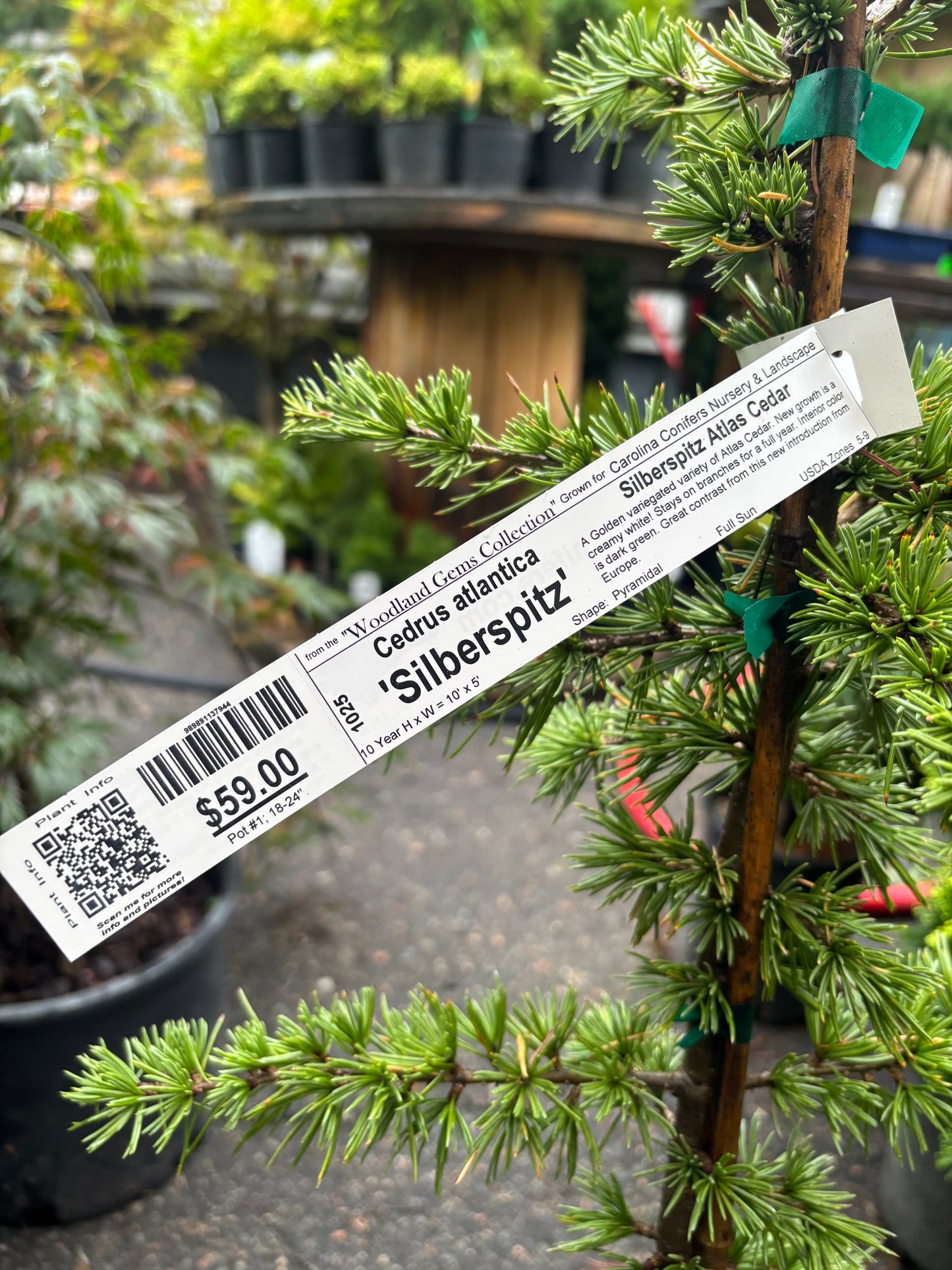 Silberspitz Atlas Cedar
