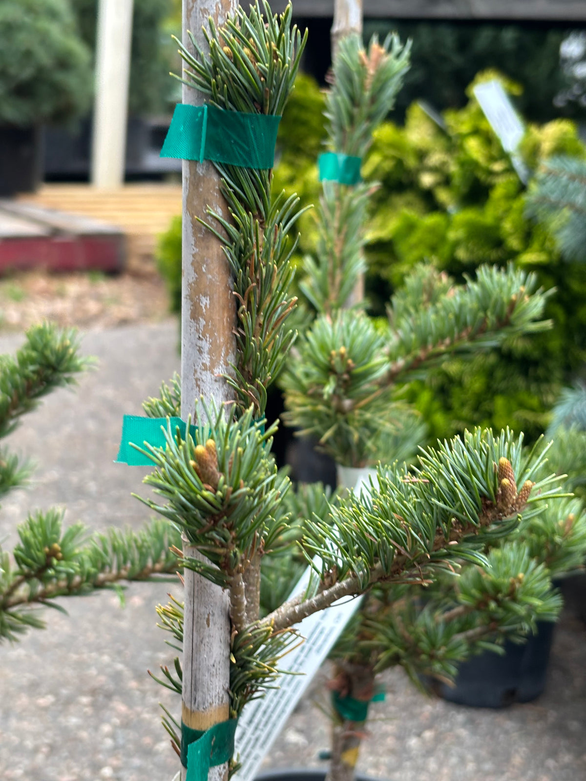 Pinus parviflora ‘Adcock’s Dwarf’ on mugo understock