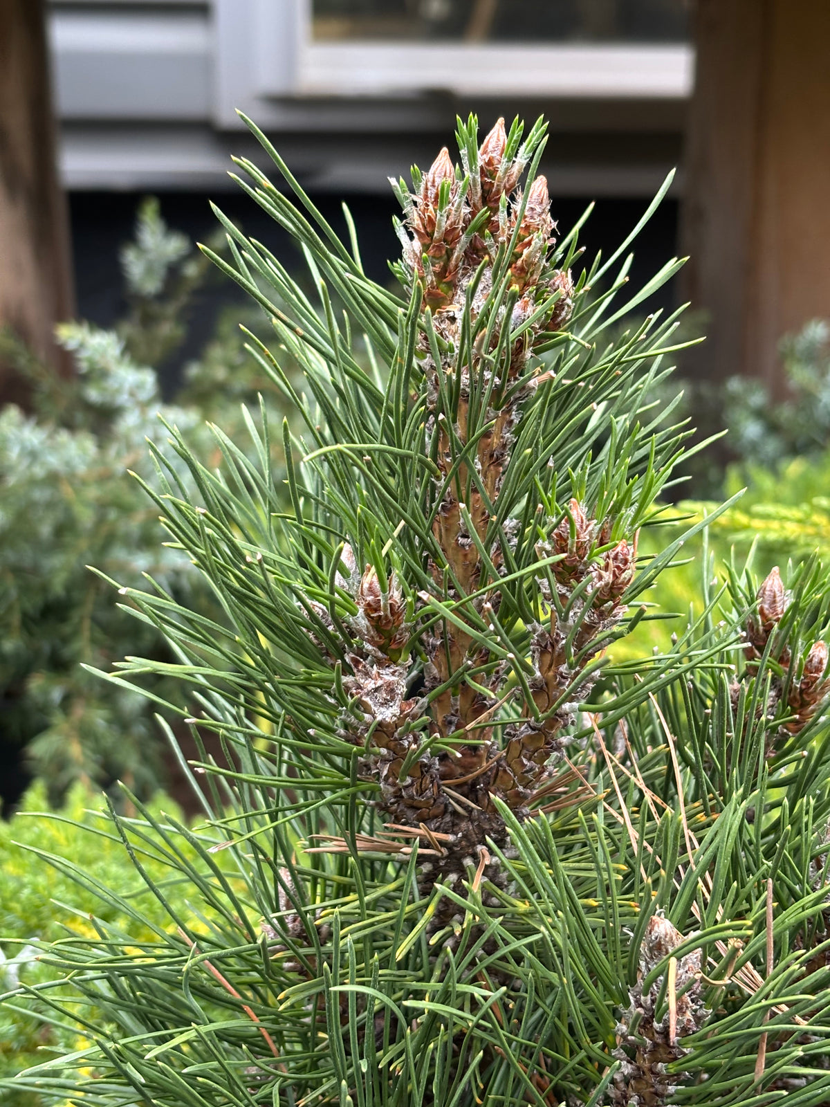 Pinus nigra ‘Frank’