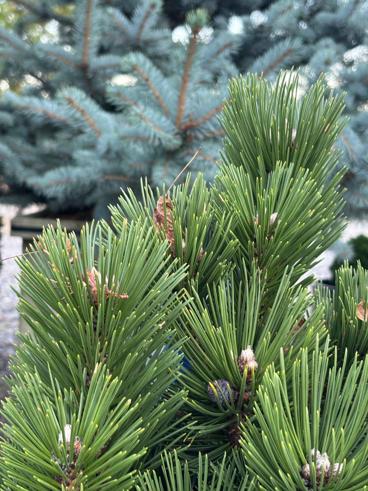 Pinus heldreichii (leucodermis) ‘Banderica