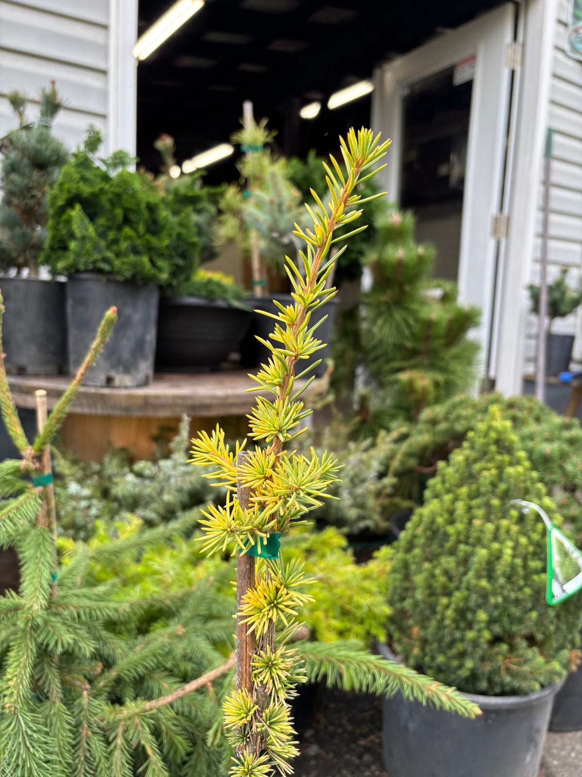 Cedrus atlantica ‘Aurea’