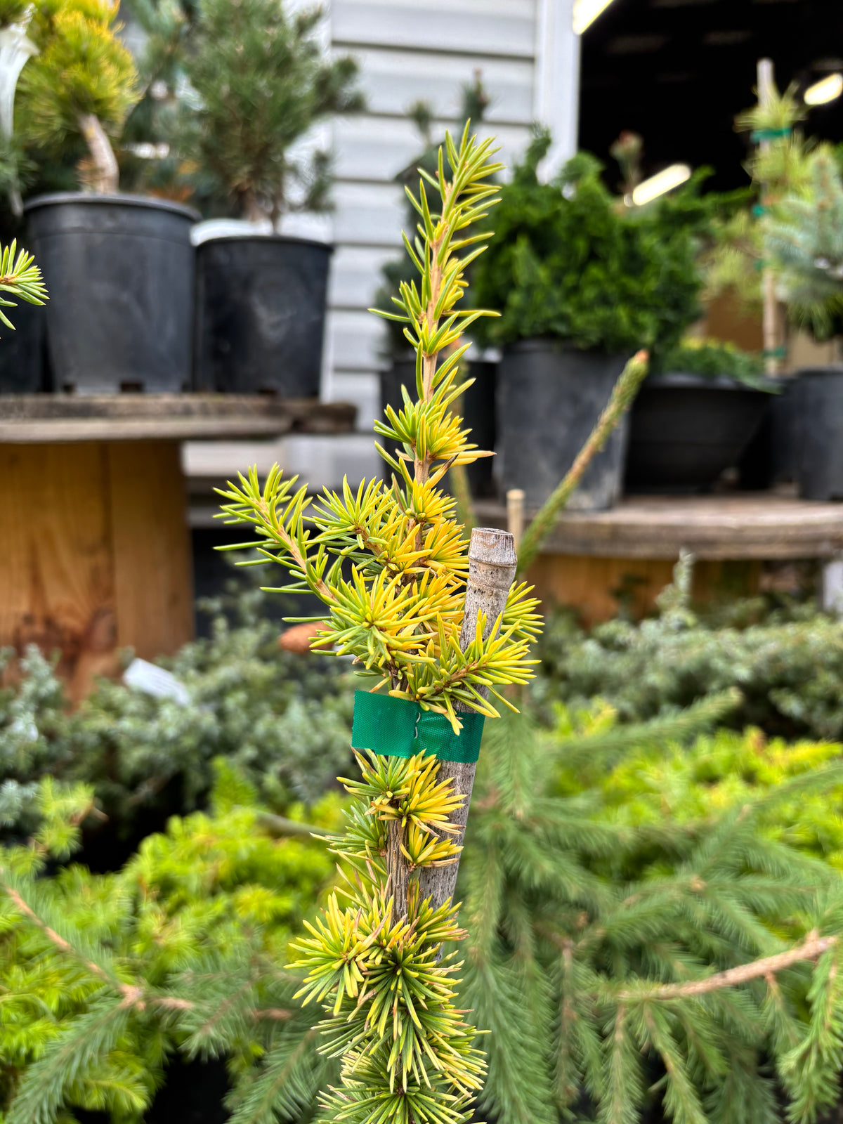 Cedrus atlantica ‘Aurea’