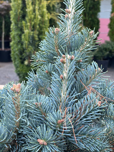 Abies lasiocarpa arizonica 'Glauca Compacta' Rocky Mountain Fir (on Firma)