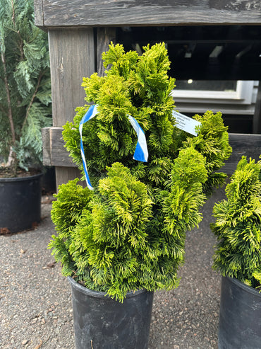 ‘Nana Lutea’ Golden Dwarf Hinoki Cypress (Chamaecyparis obtusa)