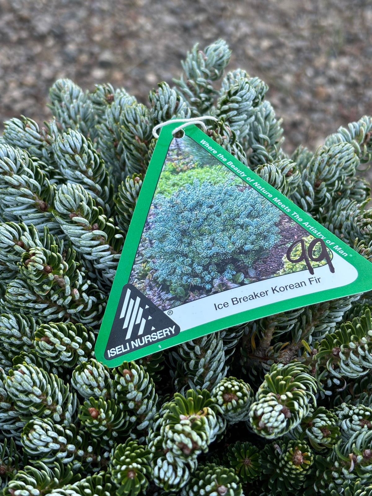 Abies koreana ‘Kohout’s Ice Breaker’