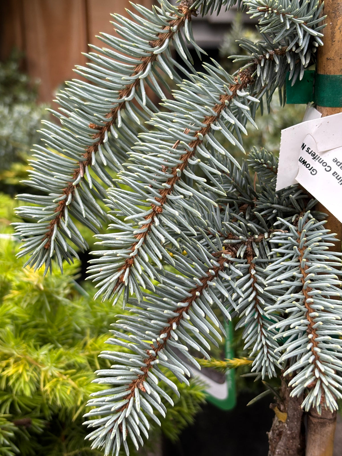 Picea pungens ‘The Blues’