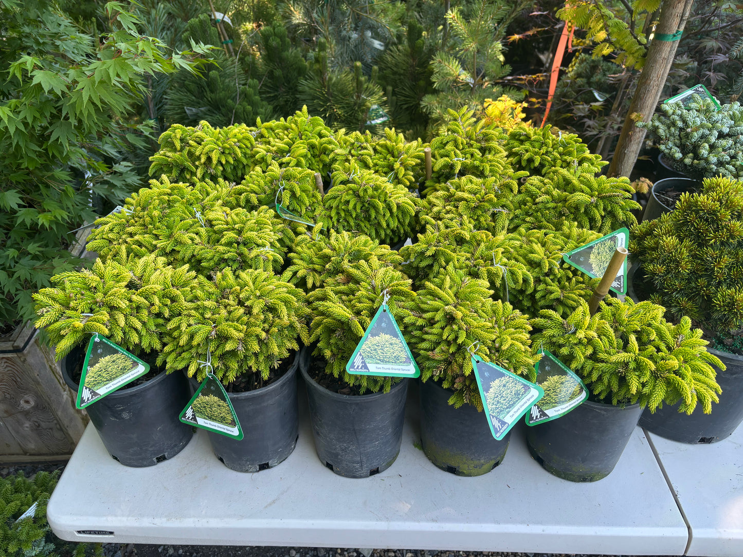 Picea orientalis ‘Tom Thumb’