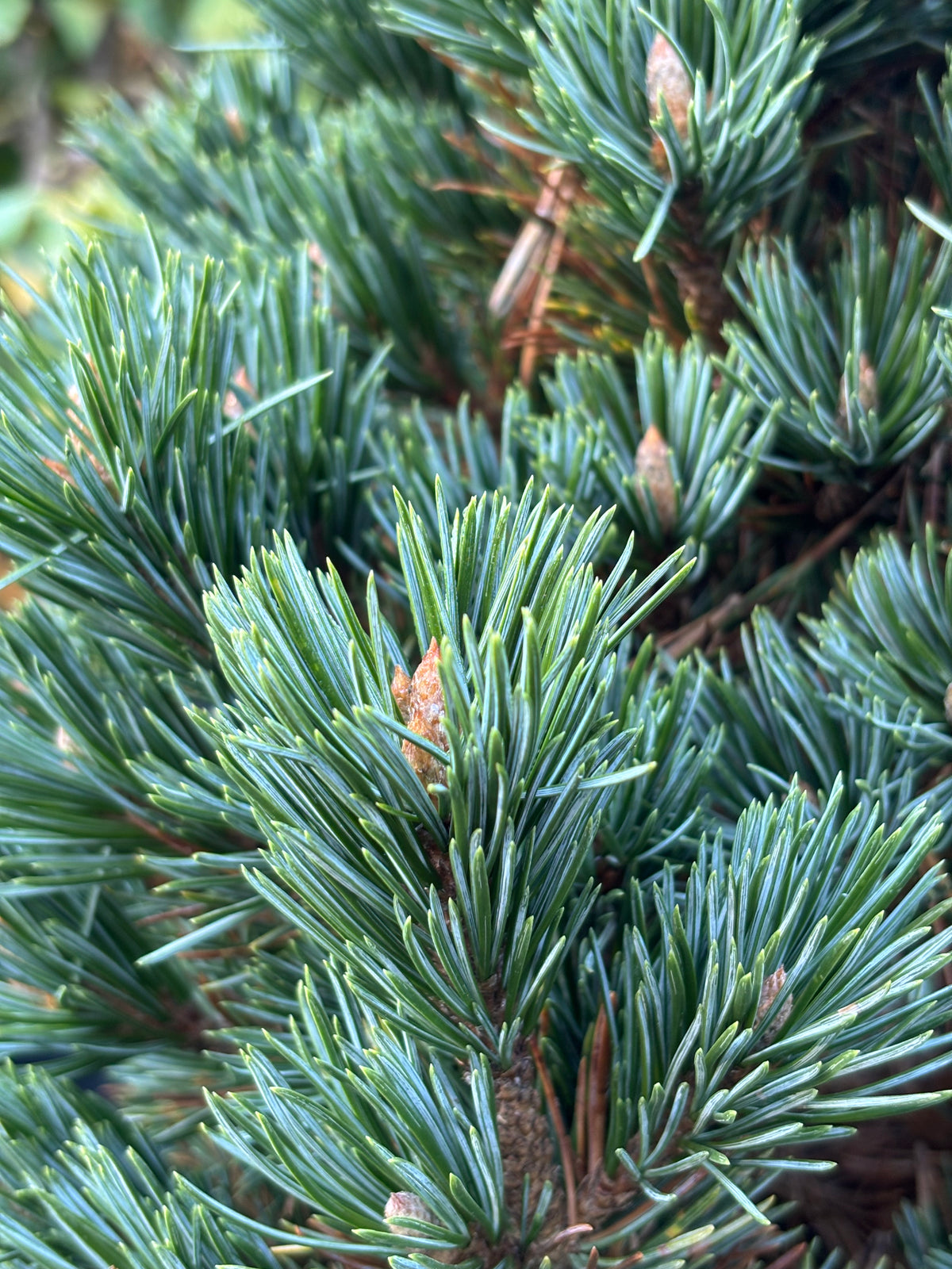 Pinus longaeva ‘Joe’s Bess’