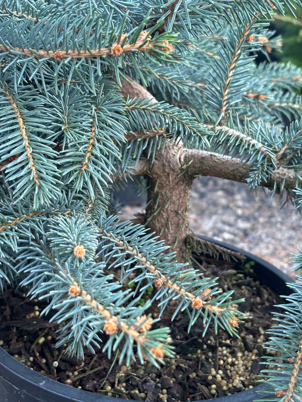 Picea pungens ‘Millbrook’