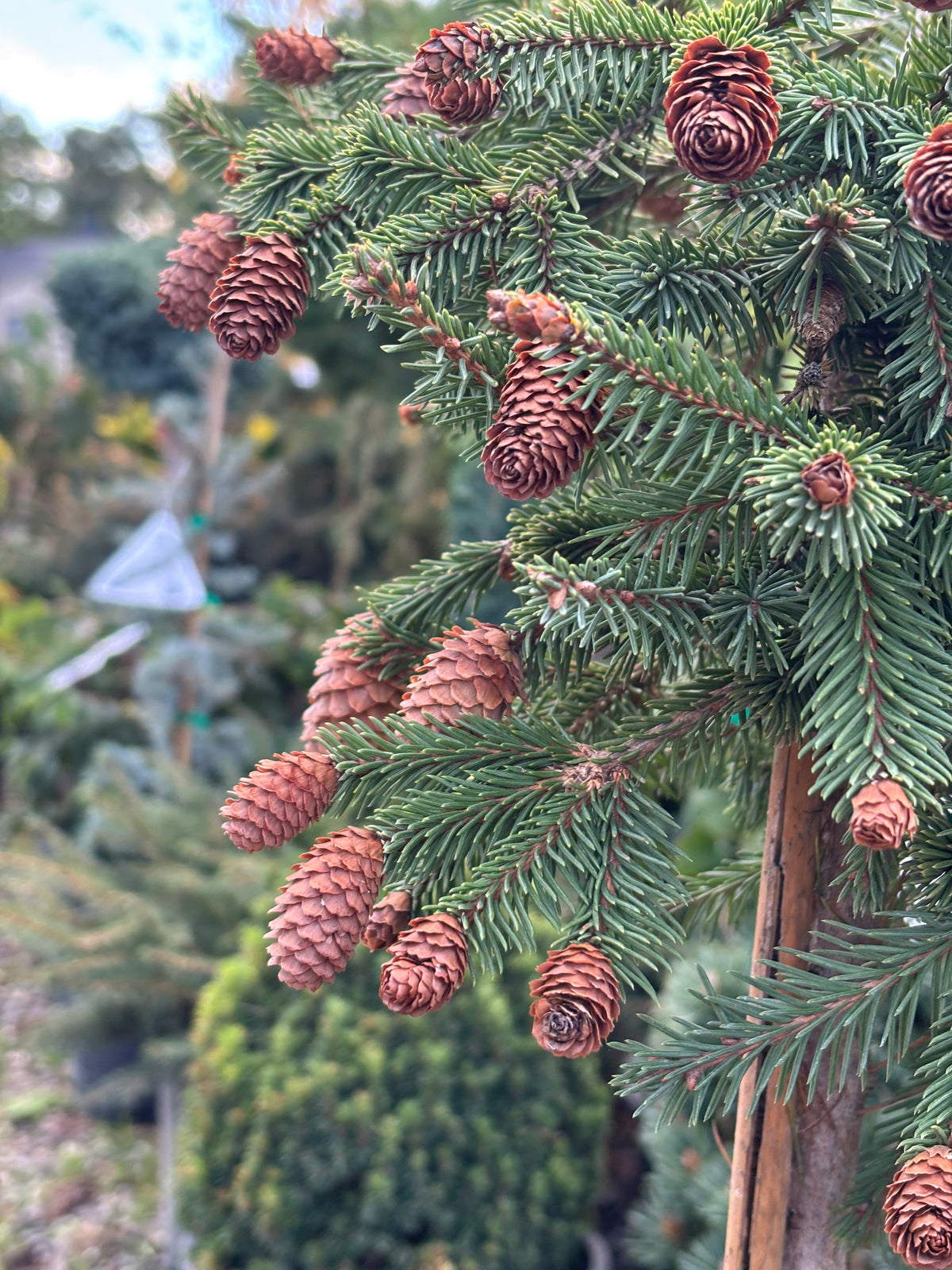Picea abies ‘Pusch’