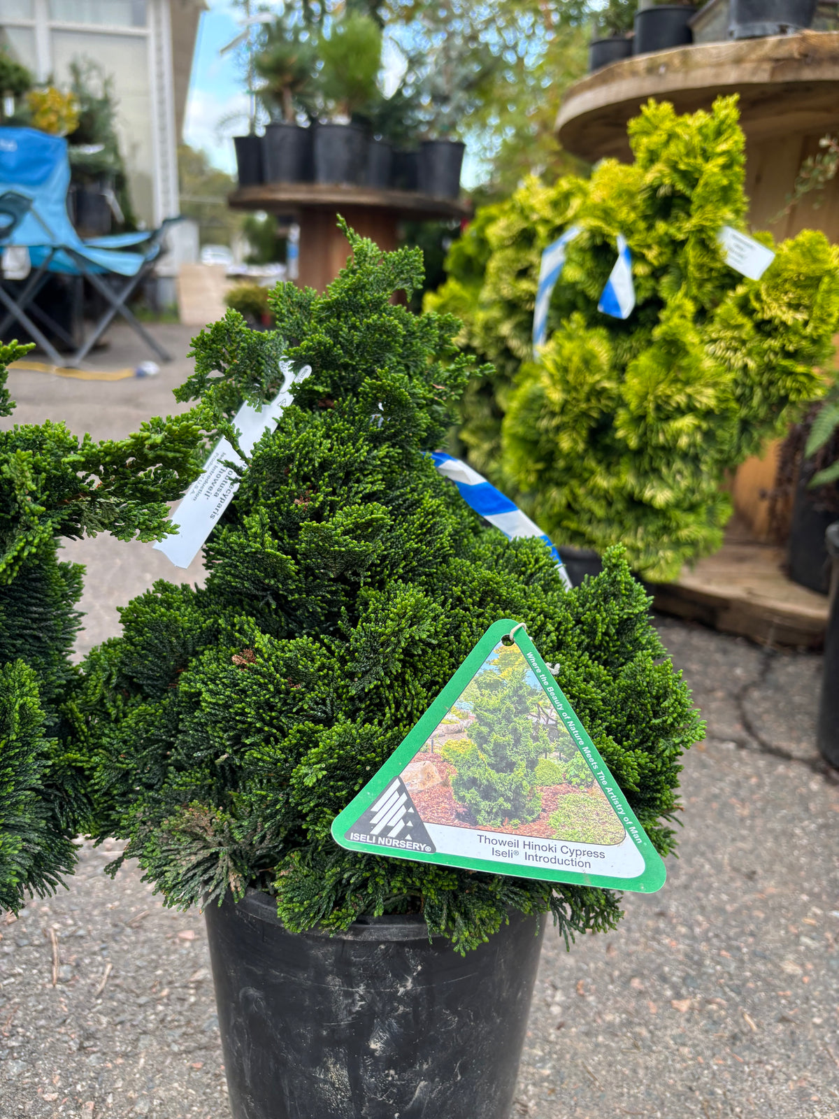 Chamaecyparis obtusa ‘Thoweil’