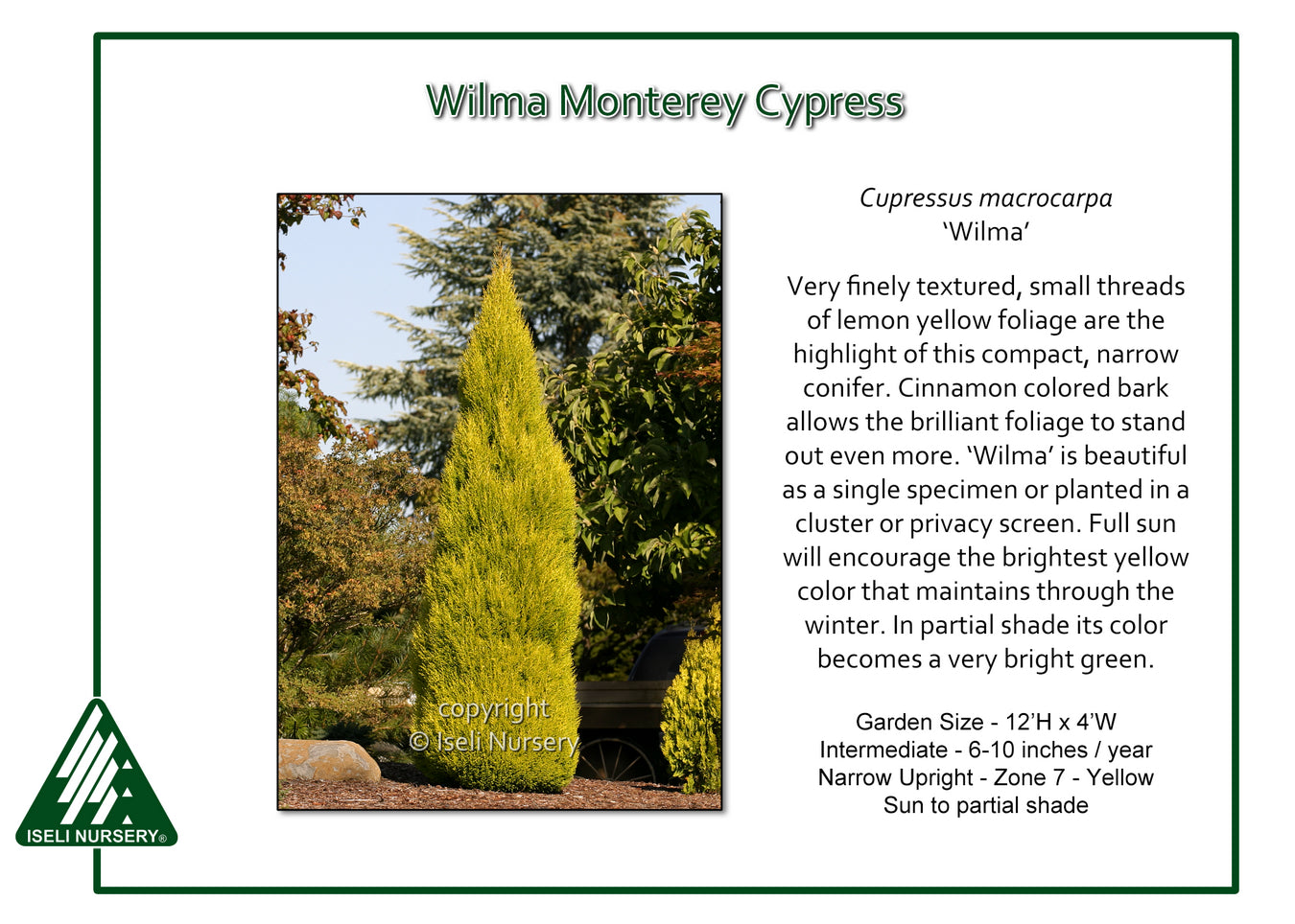 Cupressus macrocarpa ‘Wilma’ Lemon Scented Monterey Cypress