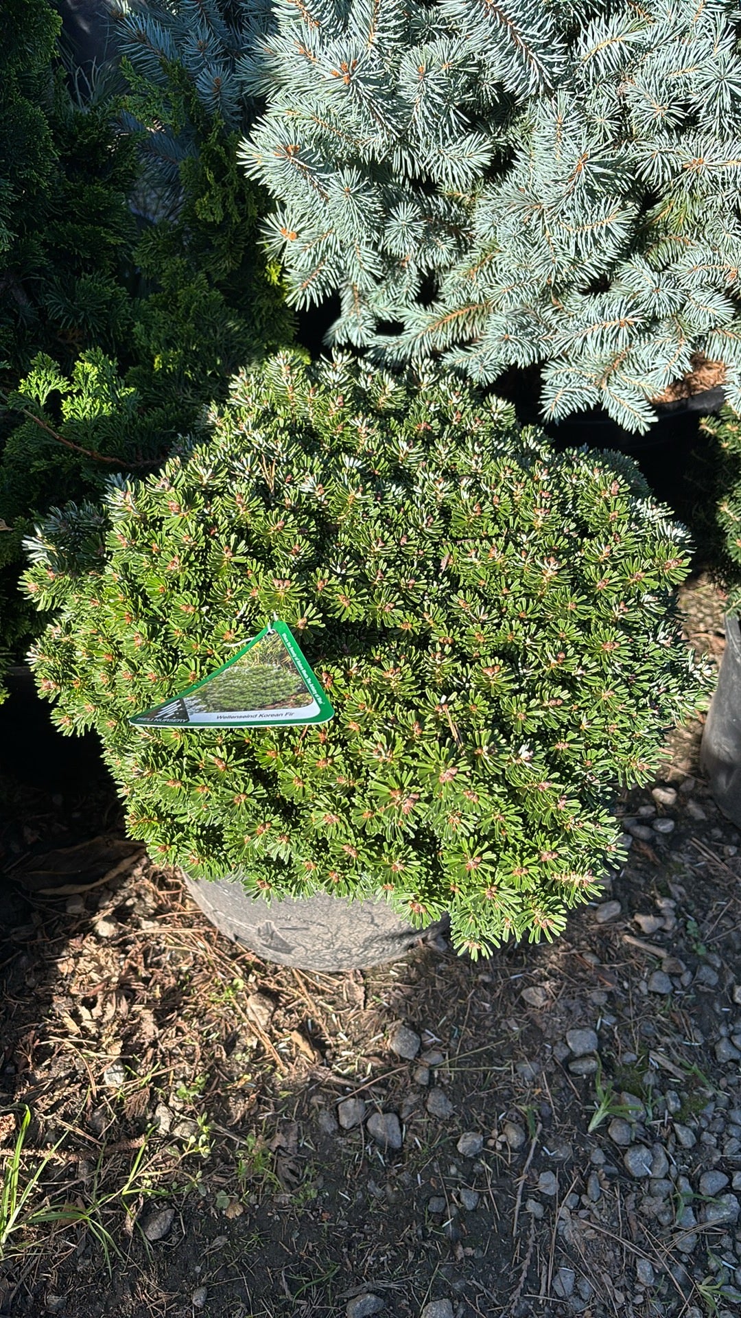 Abies koreana ‘Wellensiend’
