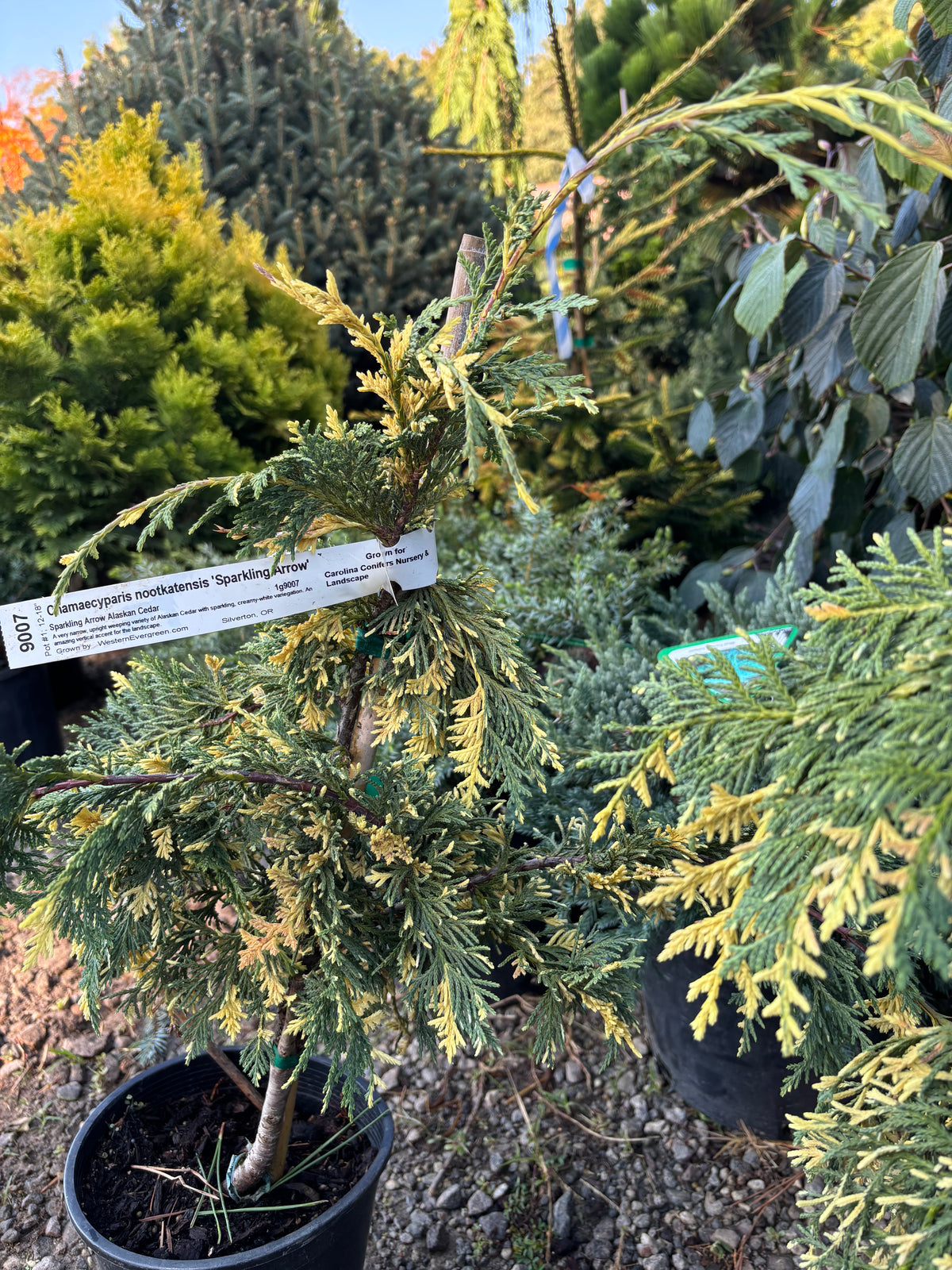 Chamaecyparis nootkatensis 'Sparkling Arrow'