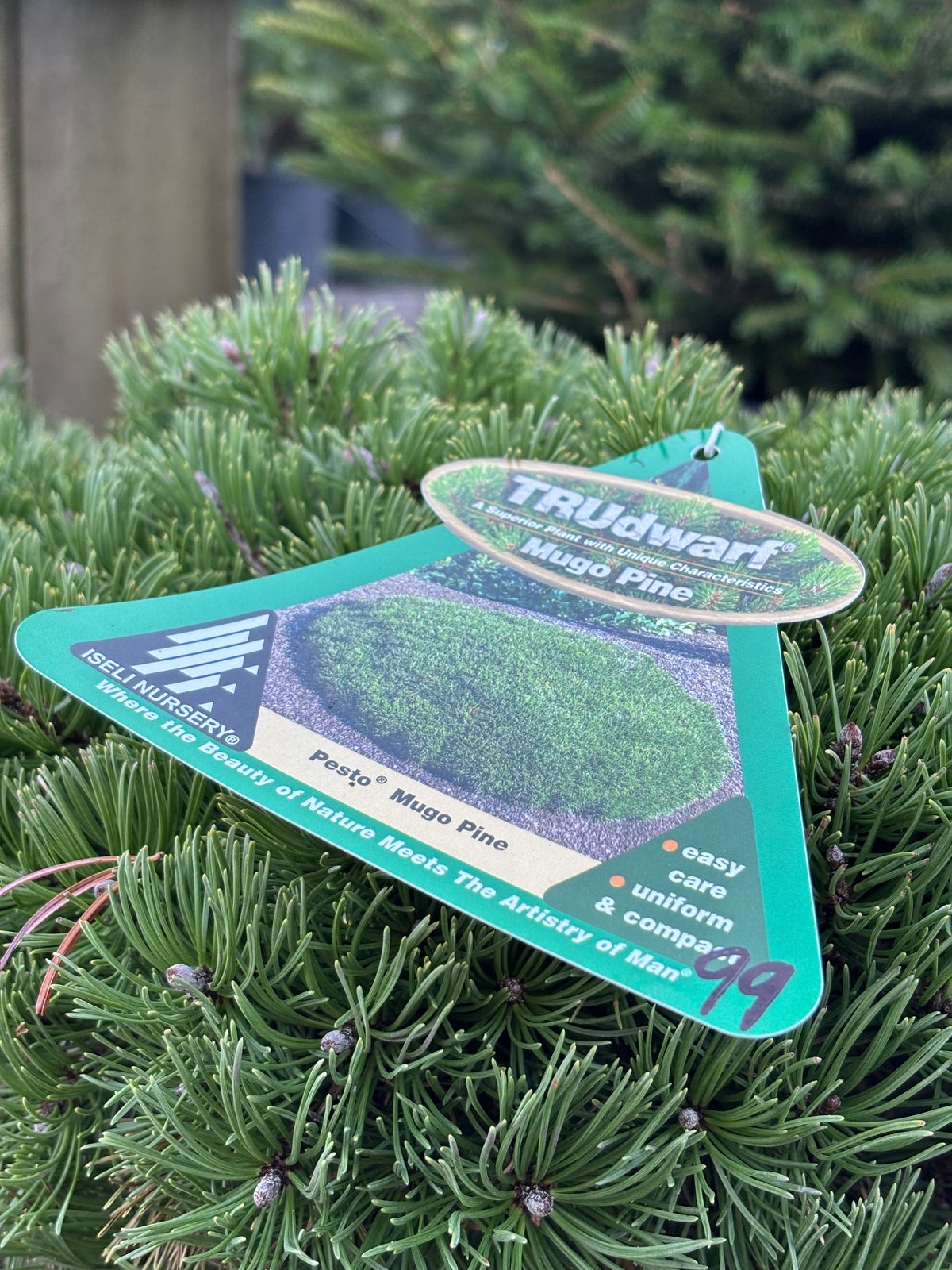 Pinus mugo Pesto®