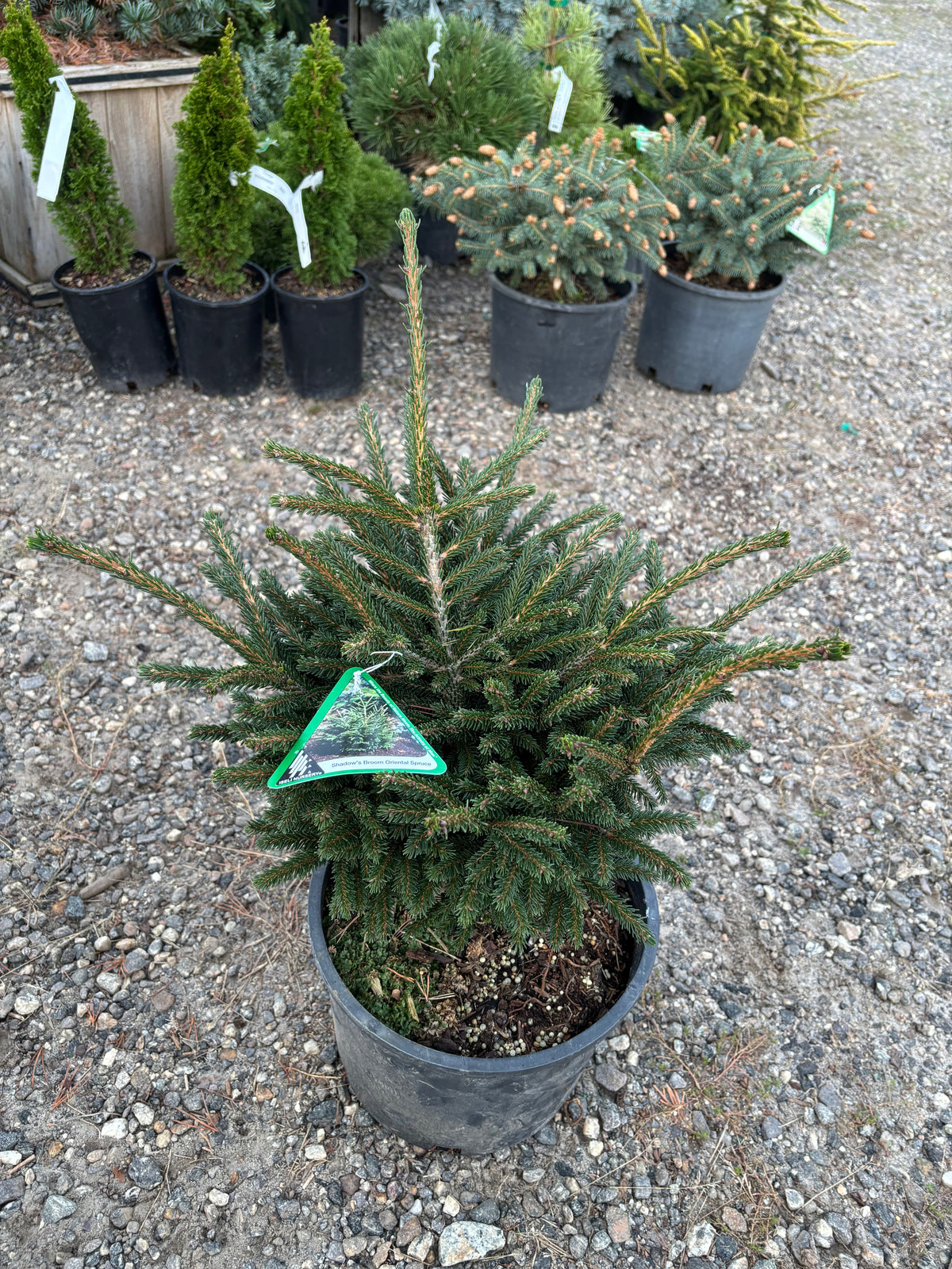 Picea orientalis ‘Shadow Broom’