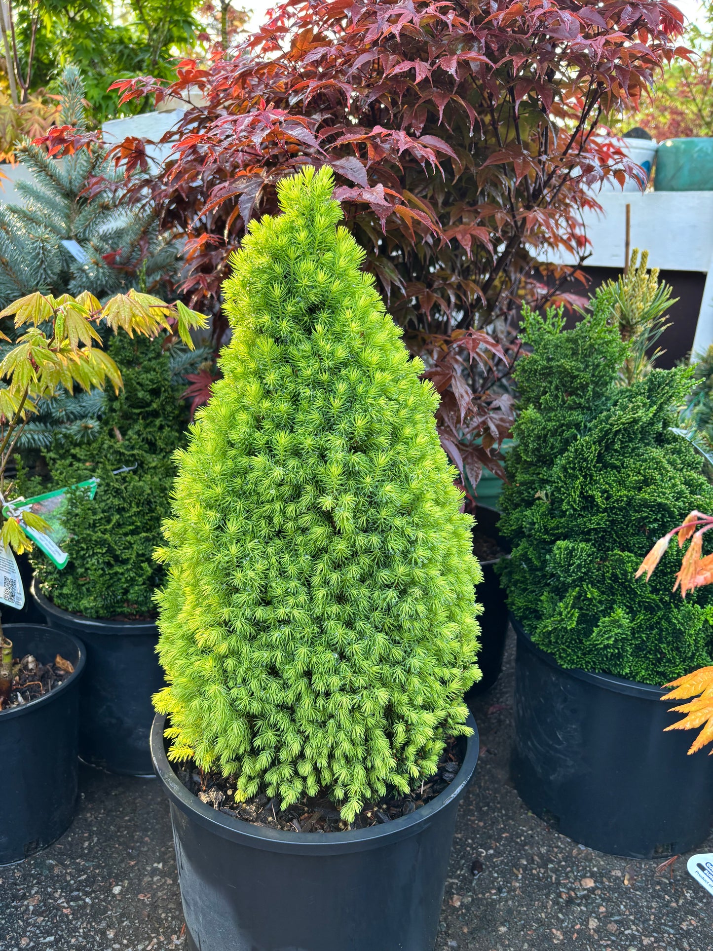 Picea glauca ‘Pixie Dust’