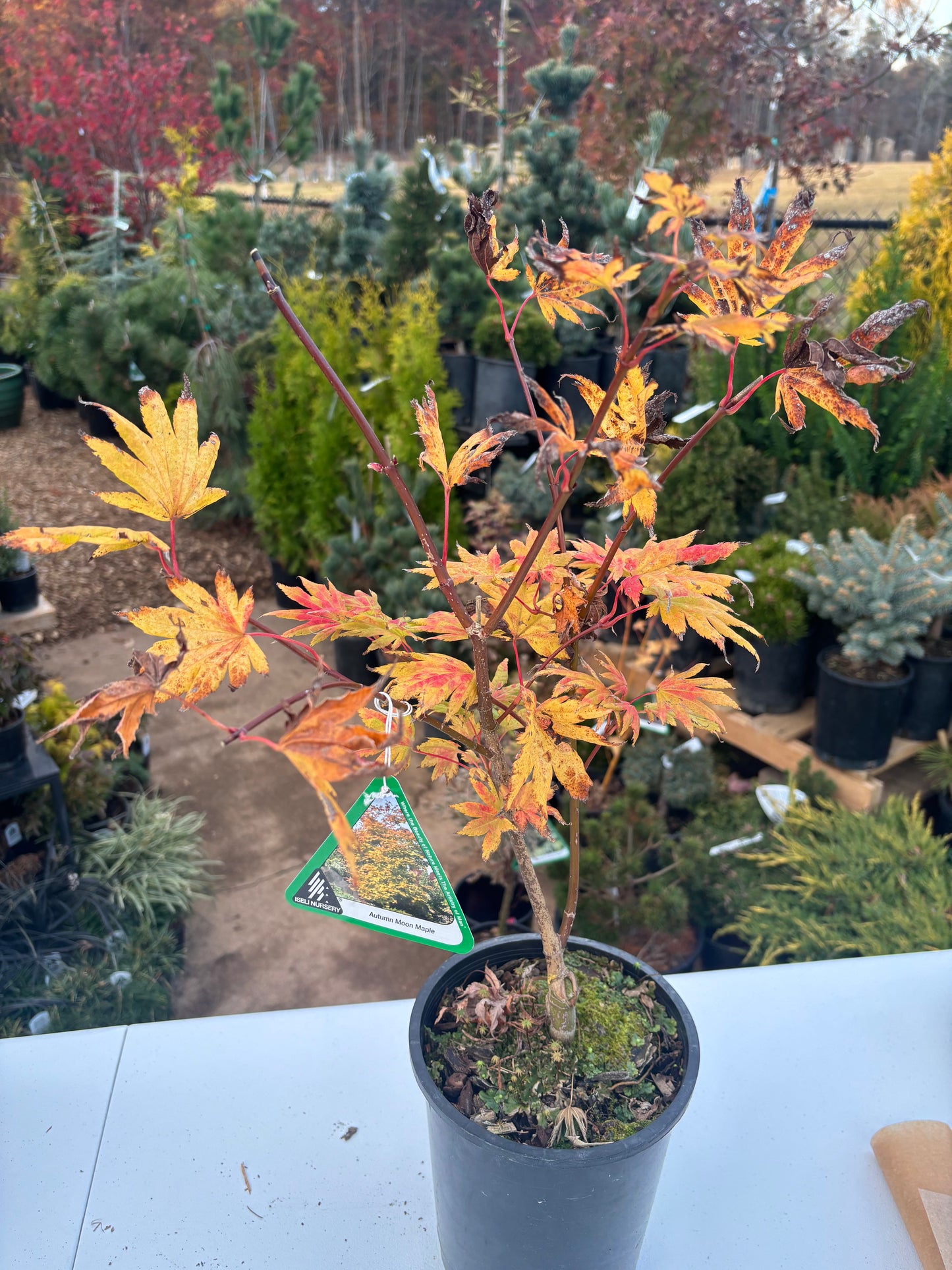 Acer shirasawanum 'Autumn Moon'