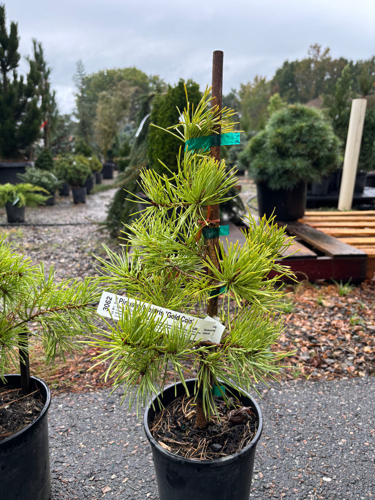 Pinus Sylvestris ‘Gold Coin’