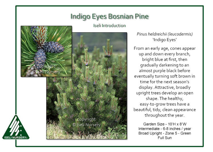Pinus leucodermis ‘Indigo Eyes’