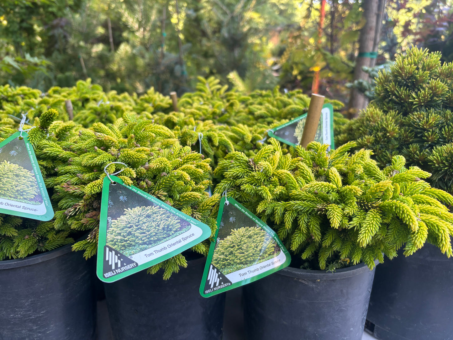 Picea orientalis ‘Tom Thumb’