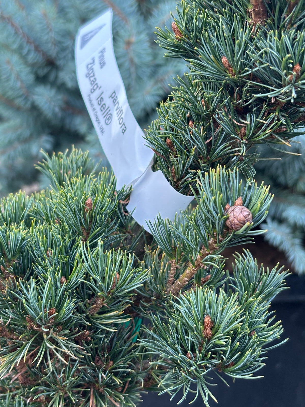 Pinus parviflora ‘Zig Zag’