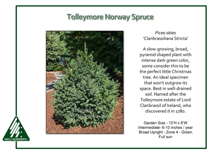 Picea abies ‘Clanbrassiliana Stricta’