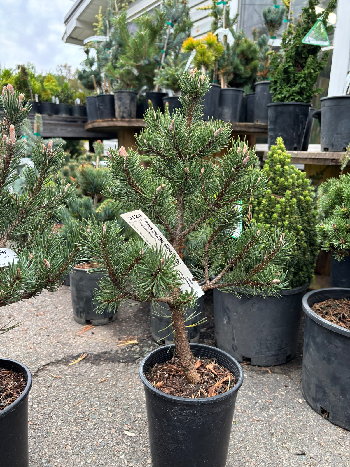 Pinus uncinata ‘Silver Candles’