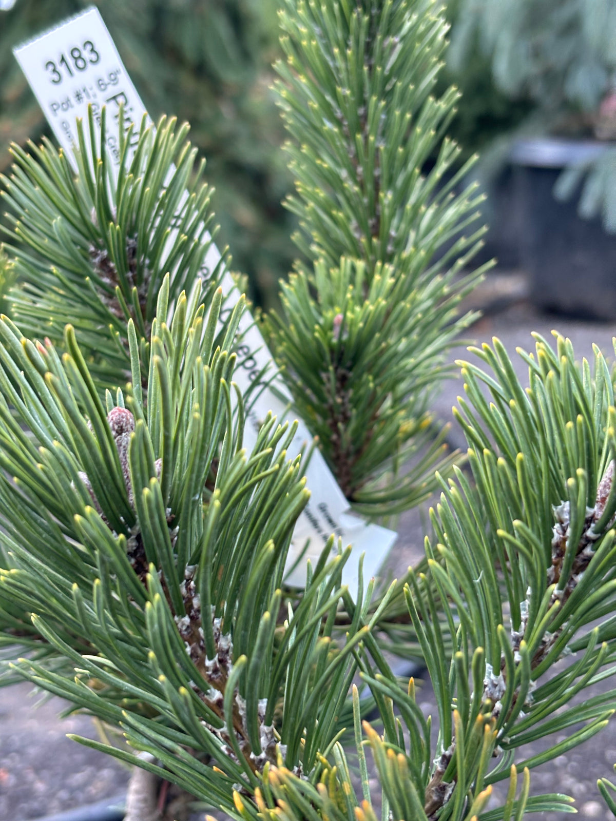Pinus mugo 'Green Creeper'